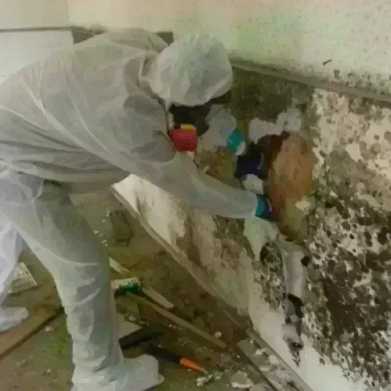 Mold Remediation and Removal in Cherokee County, NC